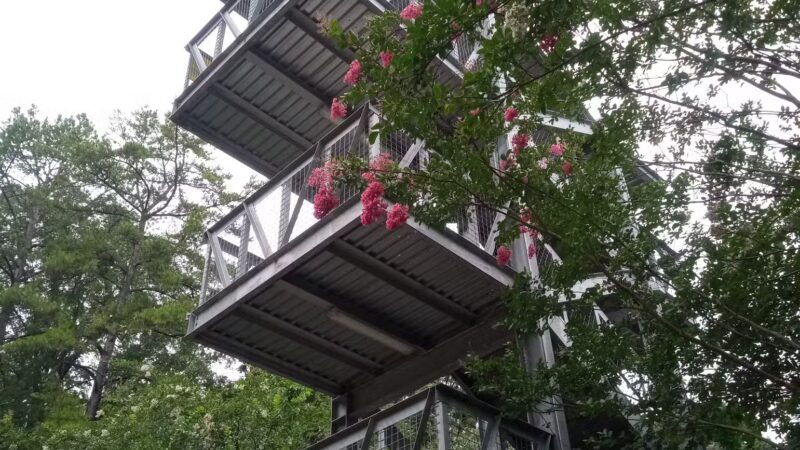 Rock Hawk - Eatonton, GA