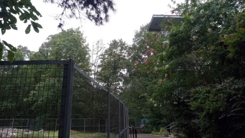 Rock Hawk - Eatonton, GA