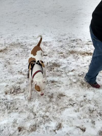 Otter Creek Off-Leash Dog Park - Eau Claire,