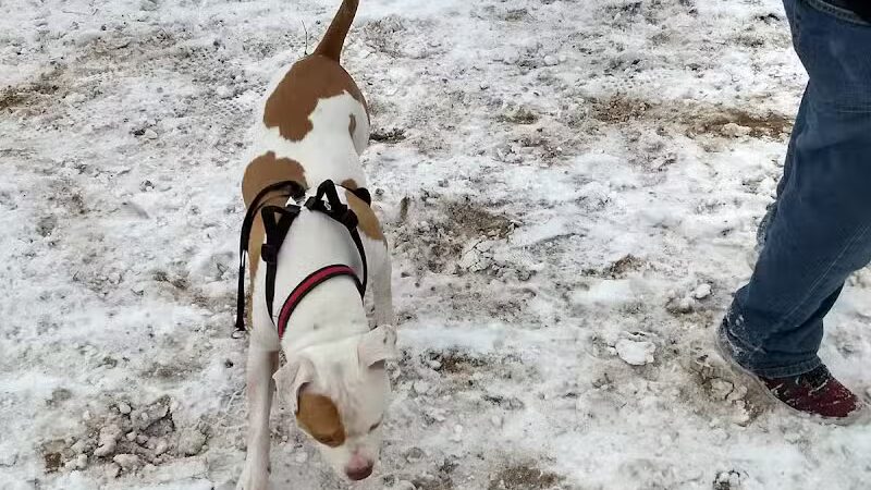 Otter Creek Off-Leash Dog Park - Eau Claire,
