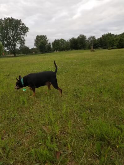 Otter Creek Off-Leash Dog Park - Eau Claire,