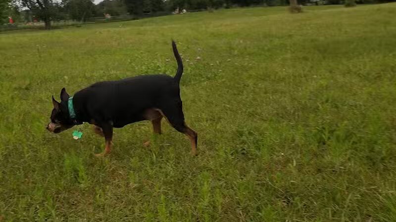 Otter Creek Off-Leash Dog Park - Eau Claire,