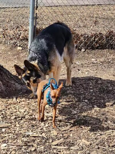 Otter Creek Off-Leash Dog Park - Eau Claire,