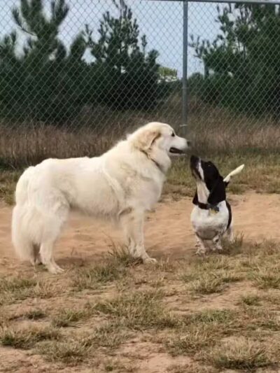 Otter Creek Off-Leash Dog Park - Eau Claire,