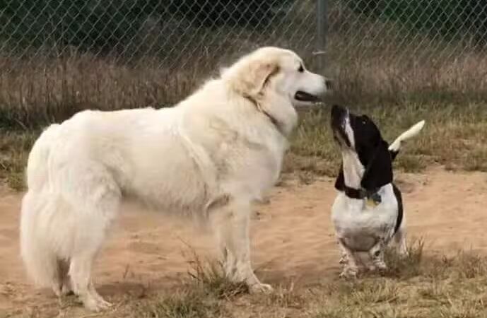 Otter Creek Off-Leash Dog Park - Eau Claire,