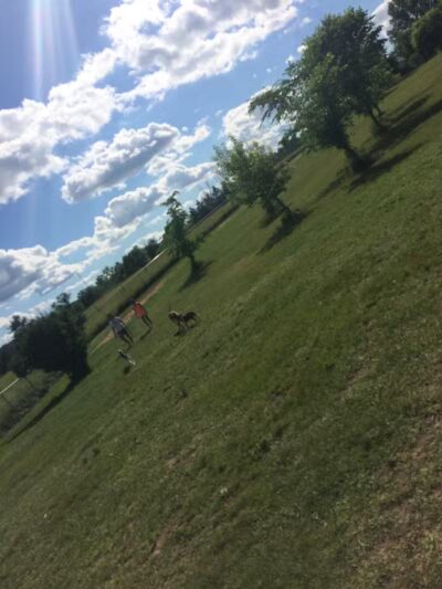 Otter Creek Off-Leash Dog Park - Eau Claire,