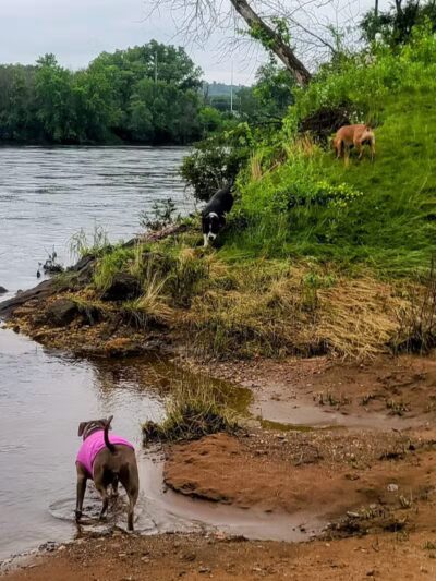 Southwest Dog Park - Eau Claire,