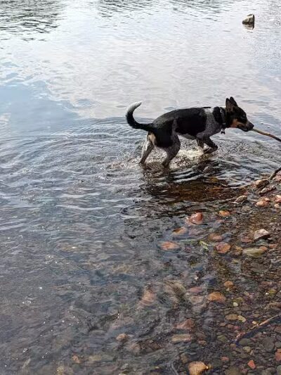 Southwest Dog Park - Eau Claire,
