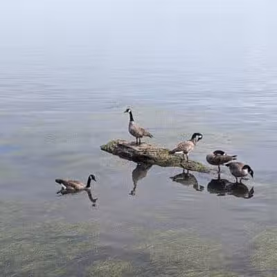 Detroit River Front - Ecorse,