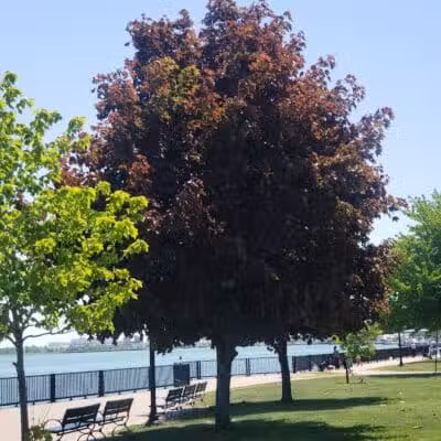 Detroit River Front - Ecorse,