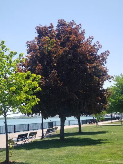 Detroit River Front - Ecorse,