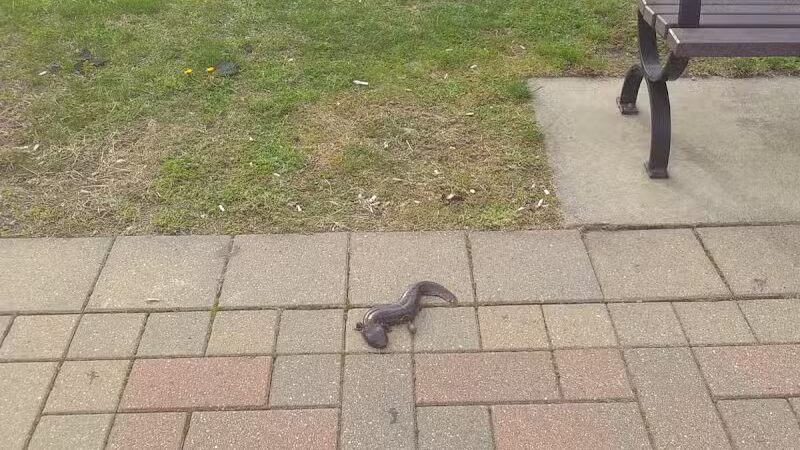 Ecorse Boat Ramp - Ecorse,