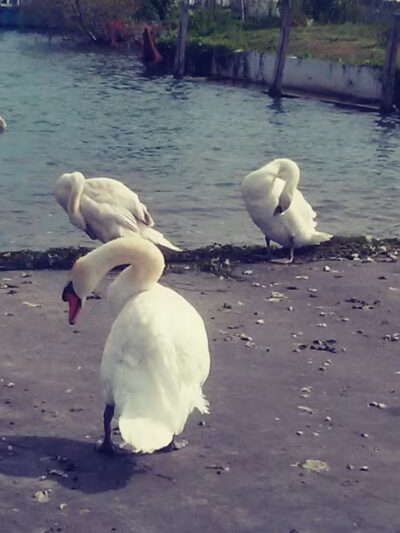 Ecorse Boat Ramp - Ecorse,