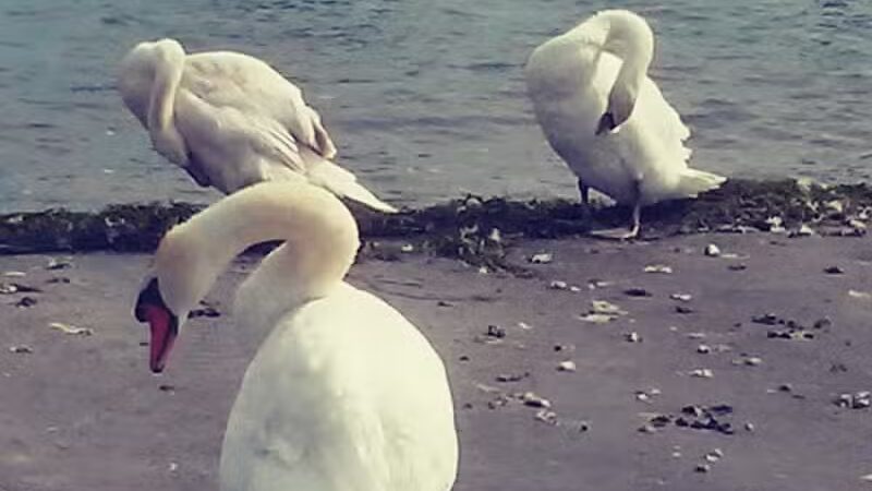 Ecorse Boat Ramp - Ecorse,