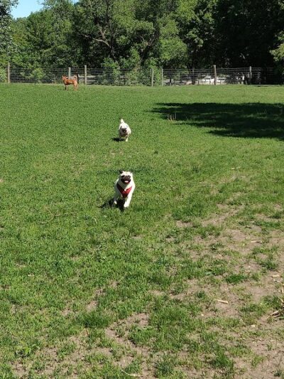 Bryant Lake Dog Park - Eden Prairie, MN