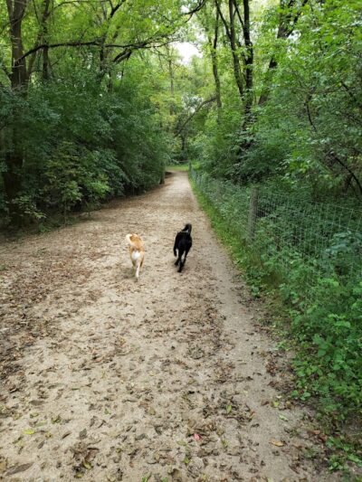 Bryant Lake Dog Park - Eden Prairie, MN