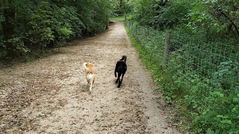 Bryant Lake Dog Park - Eden Prairie, MN