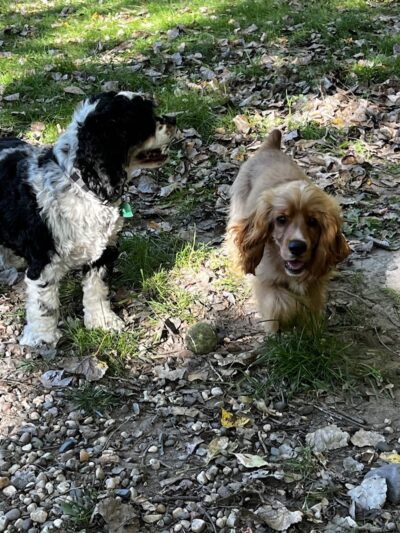Bryant Lake Dog Park - Eden Prairie, MN