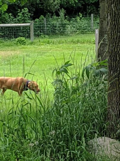 Bryant Lake Dog Park - Eden Prairie, MN