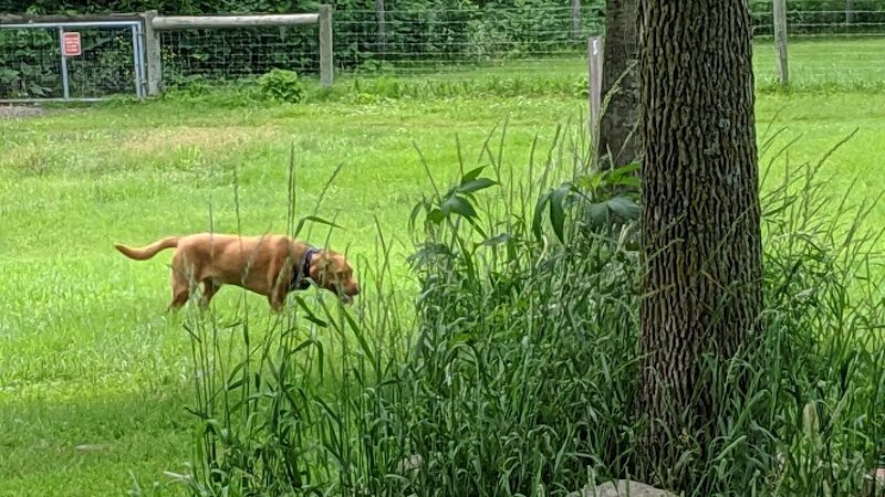 Bryant Lake Dog Park - Eden Prairie, MN