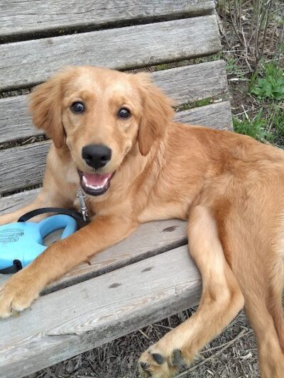 Bryant Lake Dog Park - Eden Prairie, MN