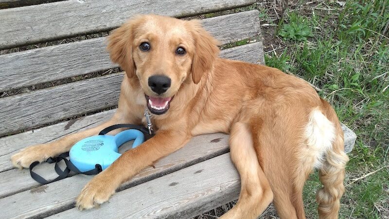 Bryant Lake Dog Park - Eden Prairie, MN