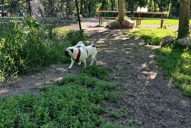 Bryant Lake Dog Park - Eden Prairie, MN