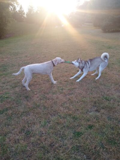 Edina Dog Park - Eden Prairie, MN