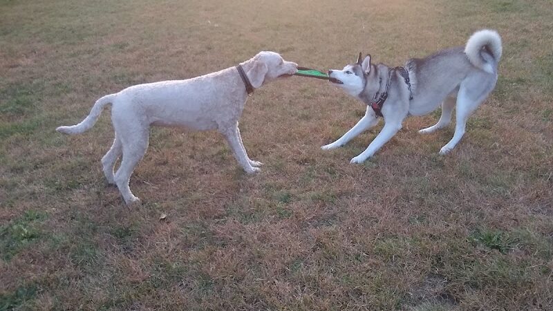 Edina Dog Park - Eden Prairie, MN