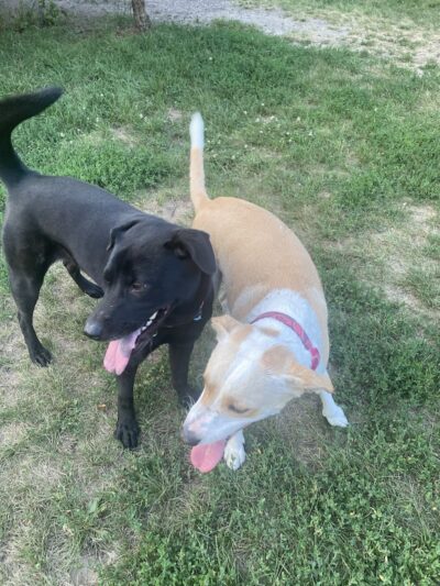 Edina Dog Park - Eden Prairie, MN