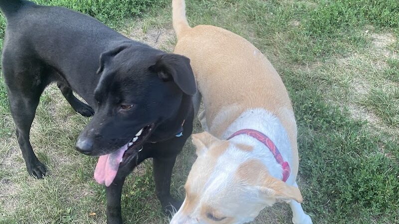 Edina Dog Park - Eden Prairie, MN