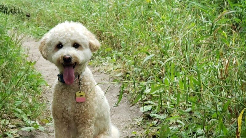 Edina Dog Park - Eden Prairie, MN