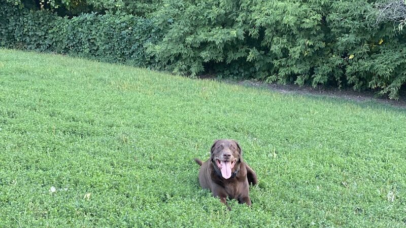 Edina Dog Park - Eden Prairie, MN