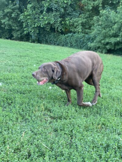 Edina Dog Park - Eden Prairie, MN