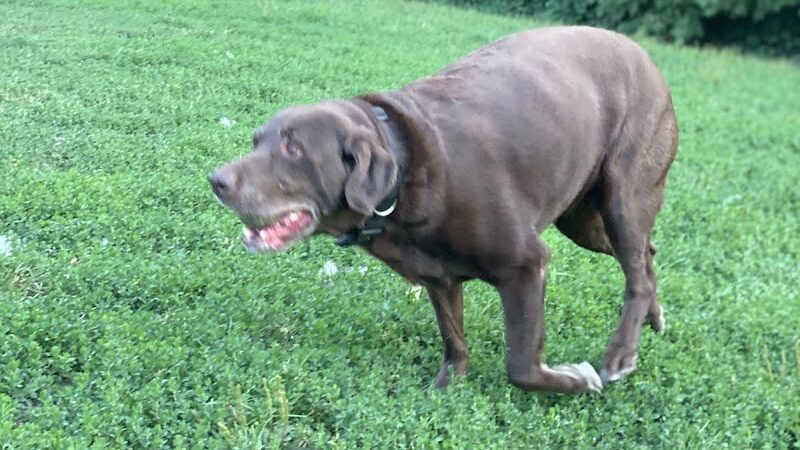 Edina Dog Park - Eden Prairie, MN