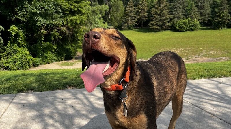 Edina Dog Park - Eden Prairie, MN