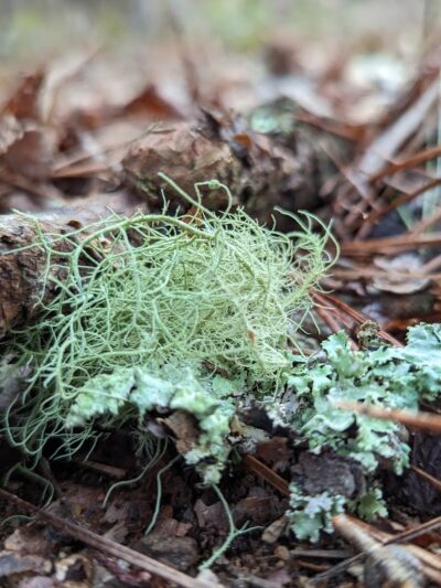 Horn Creek Trail Trailhead - Edgefield, SC