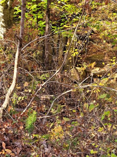 Horn Creek Trail Trailhead - Edgefield, SC