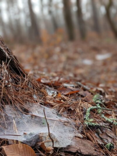 Horn Creek Trail Trailhead - Edgefield, SC
