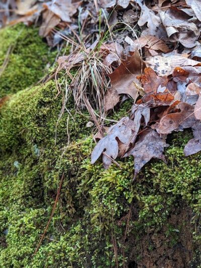 Horn Creek Trail Trailhead - Edgefield, SC