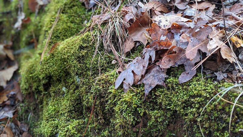 Horn Creek Trail Trailhead - Edgefield, SC