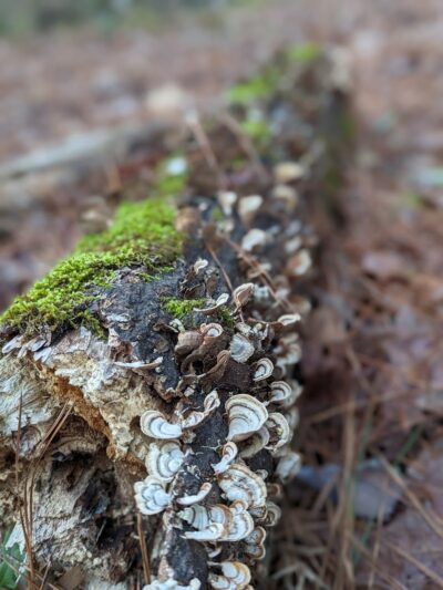 Horn Creek Trail Trailhead - Edgefield, SC