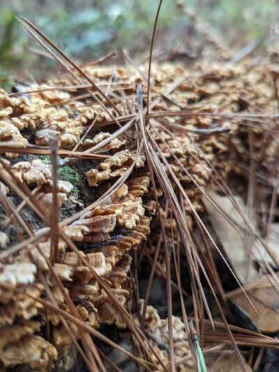 Horn Creek Trail Trailhead - Edgefield, SC