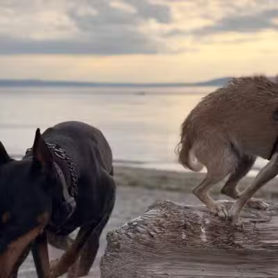 Edmond Dog Park - Edmond, OK