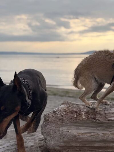 Edmond Dog Park - Edmond, OK