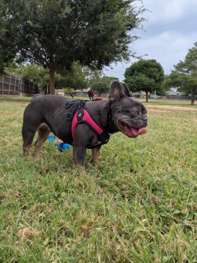 Edmond Dog Park - Edmond, OK