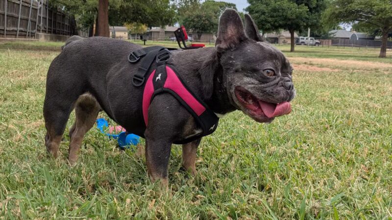 Edmond Dog Park - Edmond, OK