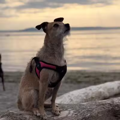 Edmond Dog Park - Edmond, OK