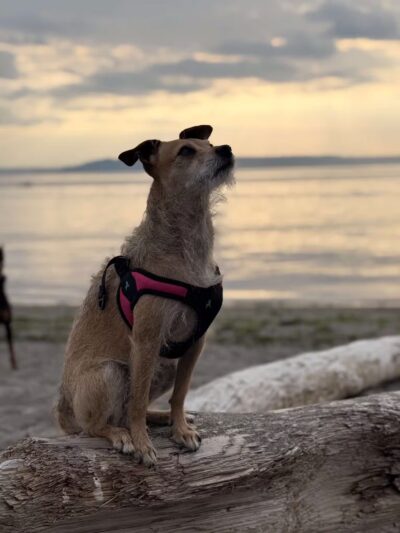 Edmond Dog Park - Edmond, OK