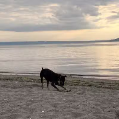 Edmond Dog Park - Edmond, OK